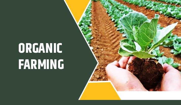 Organic-Farming