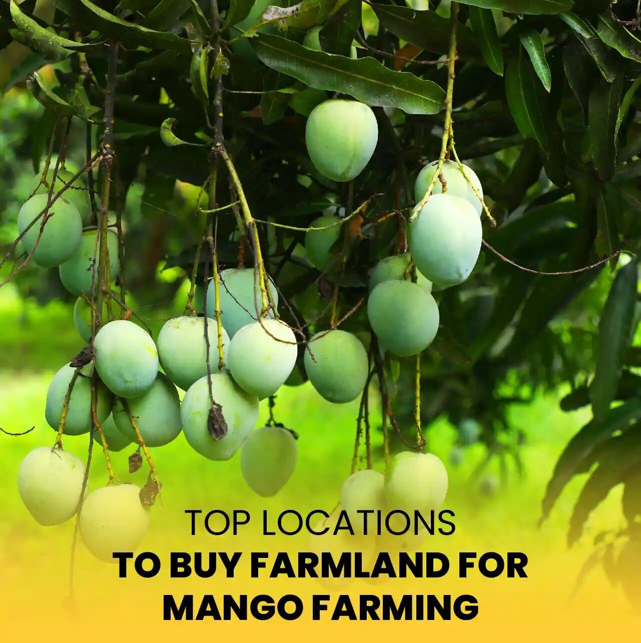 Mango Farmland