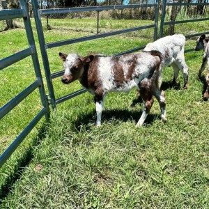 Miniature Highland Cattle