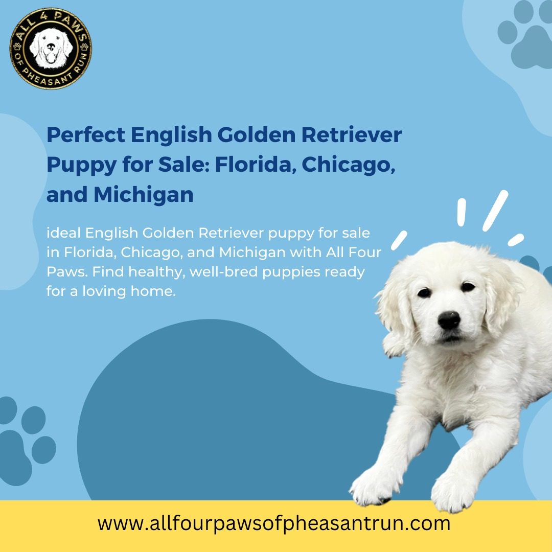 Discover the Best European Champion English Golden Retrievers in Michigan, Florida, Chicago, and Indiana