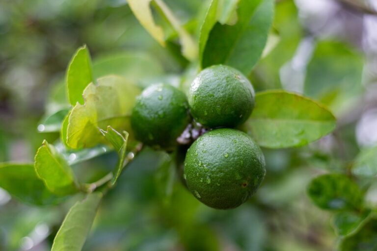 lime-bergamot-growing-tree-after-rain_343596-1756