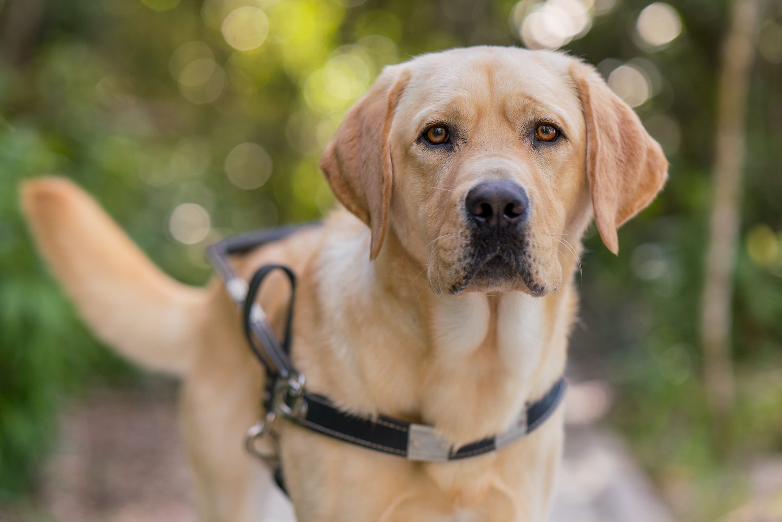 How to Use a Dog Treat Pouch Effectively for Training and Walks