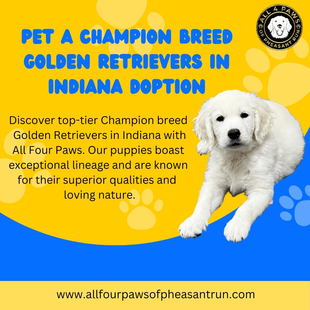 Discover Your Perfect Companion with English Golden Retrievers