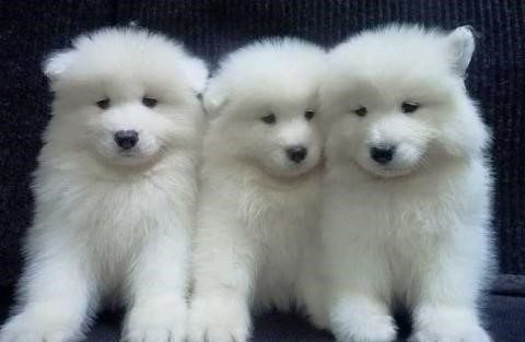 Purebred Perfection: The Charm of Purebred Samoyed Puppies