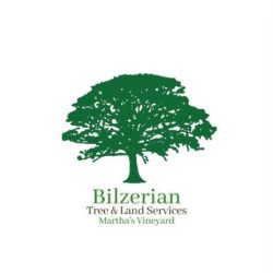 Bilzerian tree