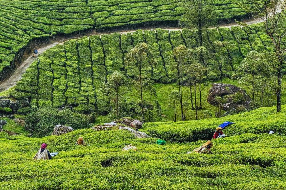 From Tea Gardens to Living Root Bridges: Your Guide to Munnar and Beyond