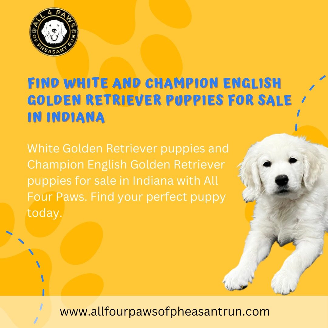 Find Your Perfect English Golden Retriever: Puppies for Sale in Indiana, Florida, Chicago, and Michigan – All Four Paws