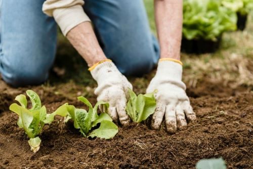 How Bio Miticides Outperform Chemical Solutions Against Mites