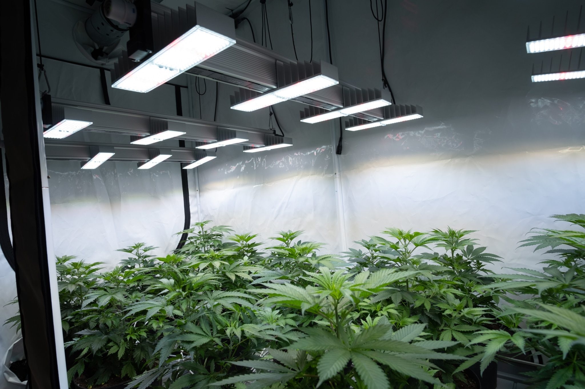 Effiziente Growzelte mit Belüftungssystem – Jetzt bei TheHookah-Grow.de entdecken