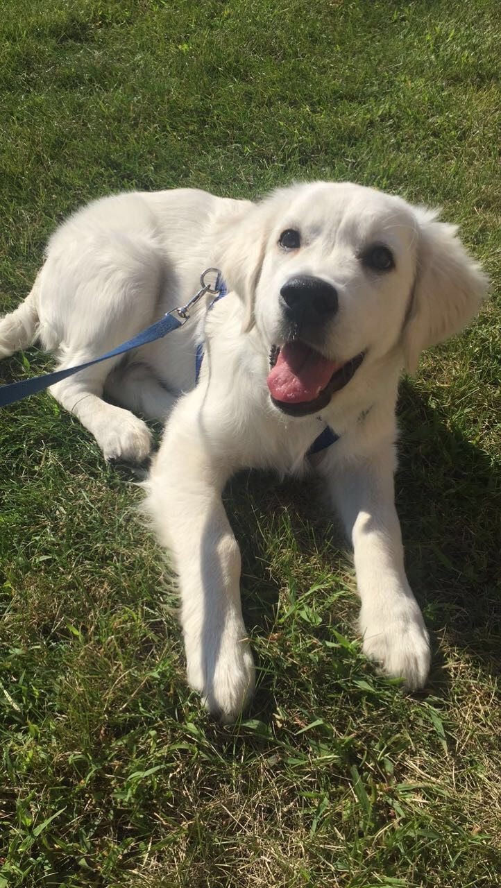 Healthy English Golden Retriever Puppies for Sale in Michigan | All Four Paws