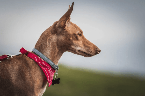 side-view-portrait-adorable-obedient-600nw-2267728351